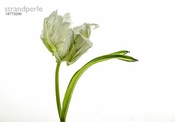 Close Up von einzelnen weißen Tulpe auf weißem Hintergrund