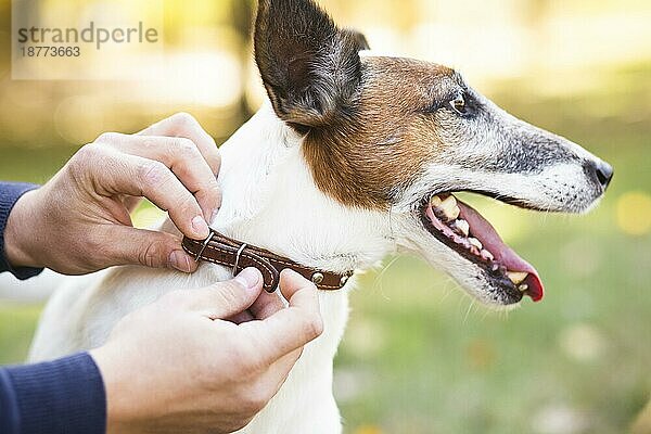 Besitzer legt Halsband Hund. Schönes Foto