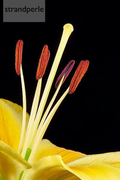 Gelbe Lilie (lilium) Nahaufnahme vor dunklem Hintergrund