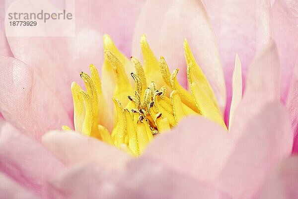 Makro einer rosa Seerose