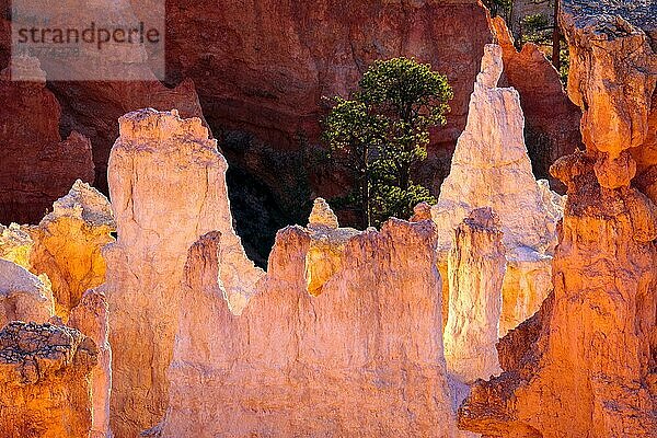 Detail aus dem Bryce Canyon im Süden Utahs
