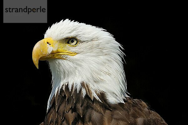 Porträt eines Adlervogels