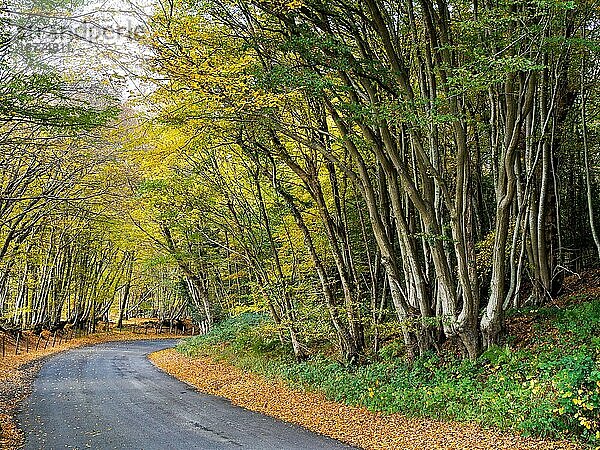 Herbstliche Szene auf dem Lande in Sussex