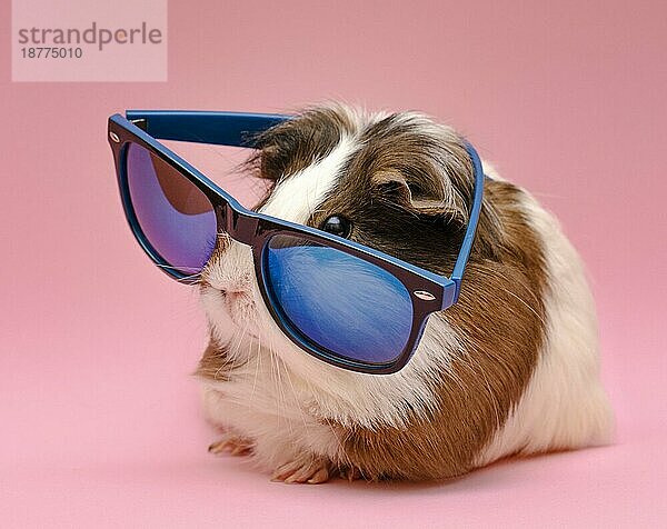 Süßes Meerschweinchen mit Sonnenbrille. Auflösung und hohe Qualität schönes Foto