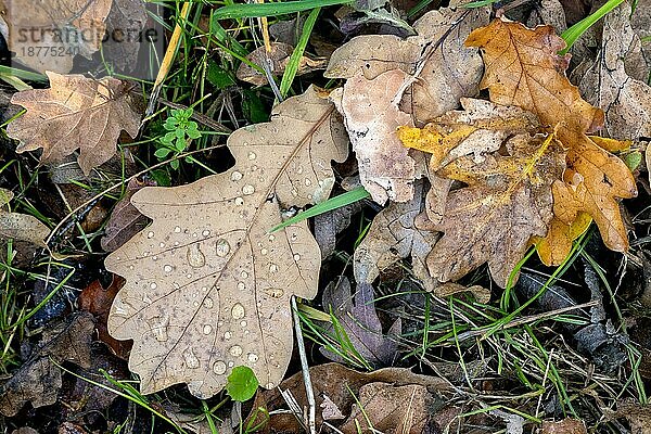 Gefallene Eichenblätter auf dem Boden im Herbst
