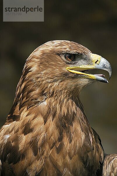 Porträt eines Adlervogels