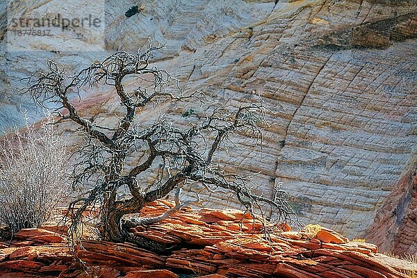 Toter Baum auf einem Felsvorsprung in Zion