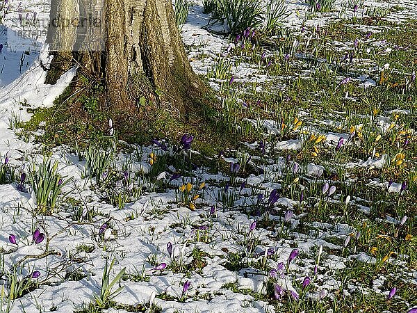 Blühende Krokusse im Schnee in East Grinstead