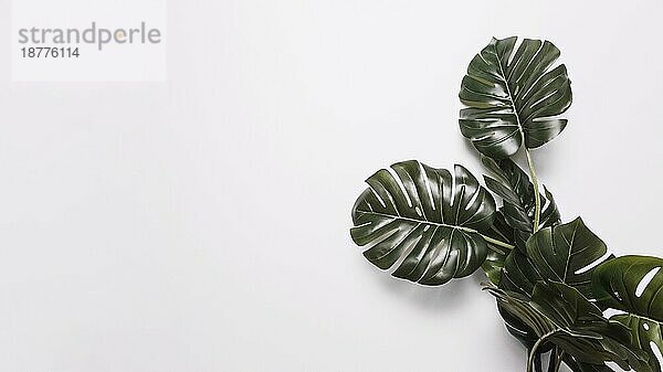 Grüne monstera Blätter weißer Hintergrund. Auflösung und hohe Qualität schönes Foto