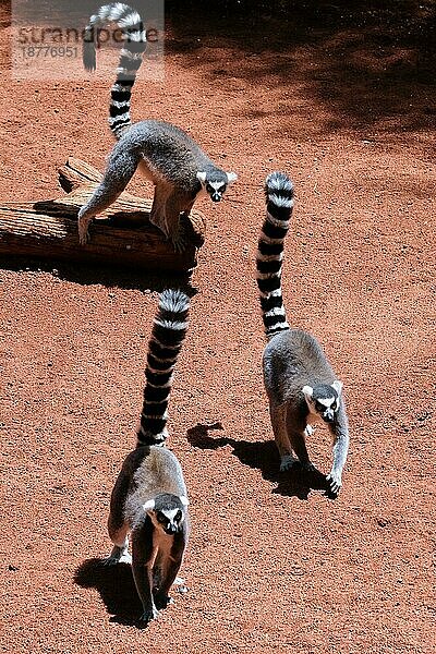 FUENGIROLA  ANDALUCIA/SPAIN - 4. JULI : RingelschwanzKatta (Lemur catta) im Bioparc in Fuengirola Costa del Sol Spanien am 4. Juli 2017