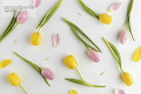 Draufsicht blühende Tulpen. Auflösung und hohe Qualität schönes Foto