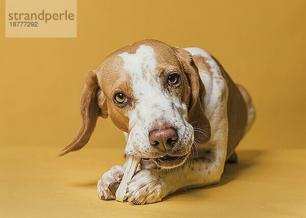 Glücklicher liebenswerter Hund frisst Knochen 2. Auflösung und hohe Qualität schönes Foto