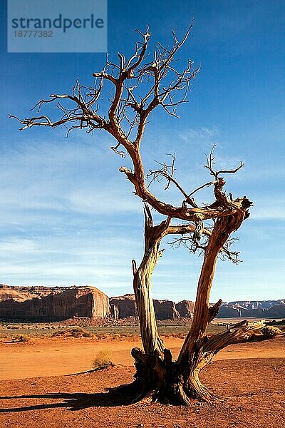 Baum mit Beinen im Monument Valley