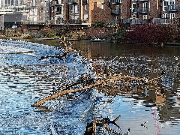 DURHAM  COUNTY DURHAM/UK - 19. JANUAR : Kormoran auf einem umgestürzten Baum  der im Wehr des Flusses Wear in Durham  County Durham  steht  am 19. Januar 2018