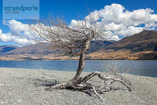 Abgestorbener Baum am Ufer des Lake Wanaka in Neuseeland