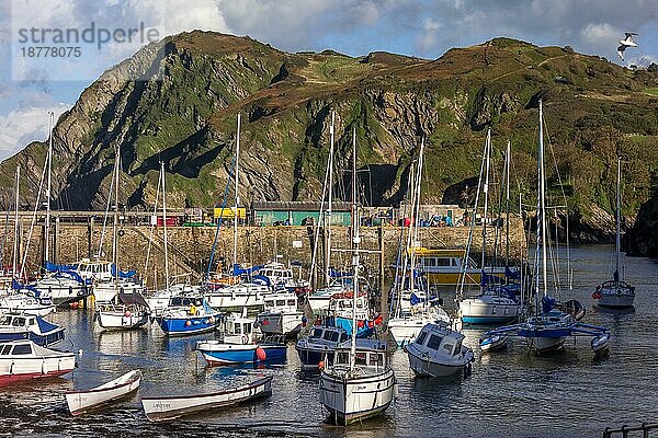 Blick auf den Hafen von Ilfracombe am 19. Oktober 2013  ILFRACOMBE  DEVON  Großbritannien  Europa