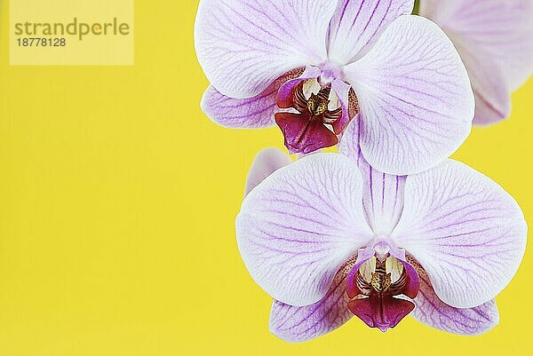 Makro einer schönen Orchidee