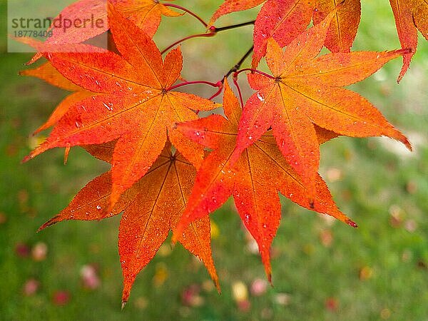 Ahorn (Acer) Baumblätter  die im Herbst ihre Farbe ändern