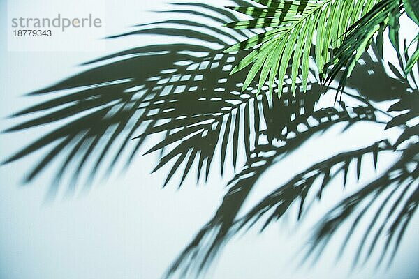 Frischer tropischer Palmenblattschatten blaür Hintergrund