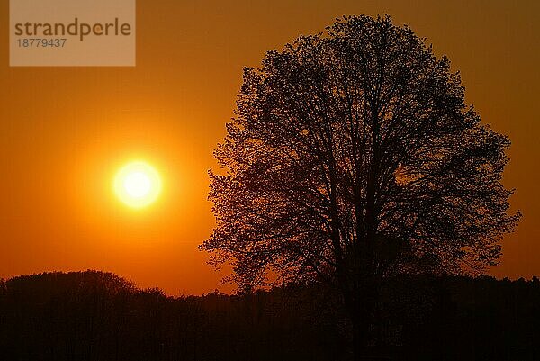 Baumsilhouette im Sonnenuntergang