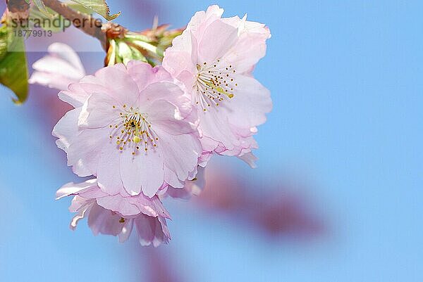 Frühling: rosa Kirschblüten