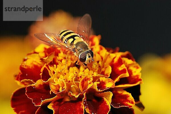 Schwebfliege auf einer Orangenblüte