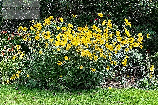 Gruppe von gelben Gänseblümchen in East Grinstead