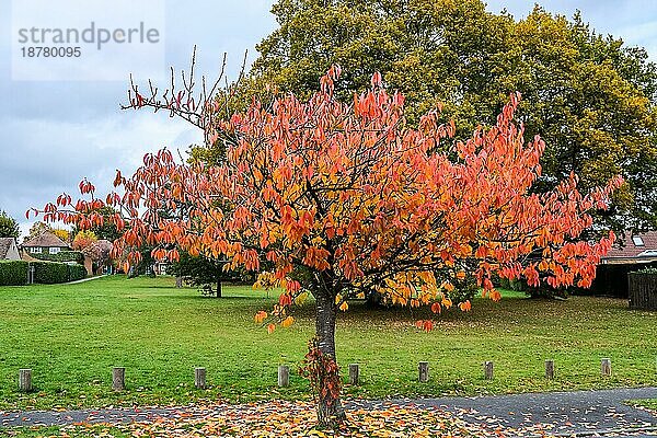 Gewöhnliche Traubenkirsche (Prunus padus) im Herbst in East Grinstead