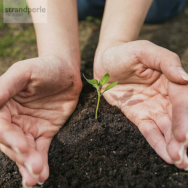 Hände halten kleine Pflanze. Schönes Foto