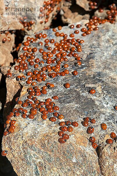 Ein Schwarm von Marienkäfer (coccinellidae) auf Zypern