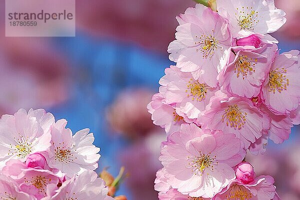 Frühling: rosa Kirschblüten