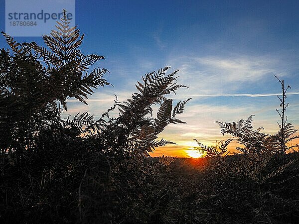 Sonnenuntergang über dem Ashdown Forest in Sussex