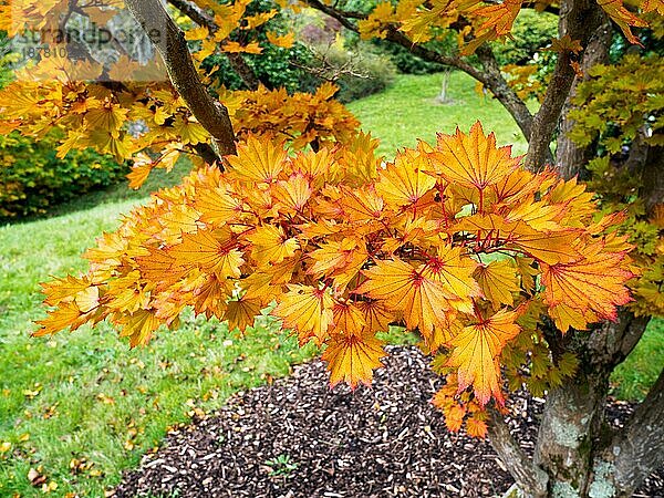 Ahorn (Acer) Shirasawanum cv Aureum in Herbstfarben