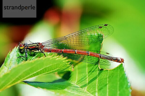 Makro einer Roten Pechlibelle