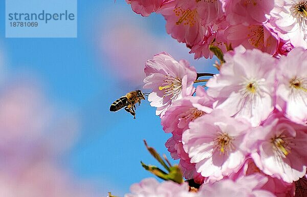 Biene fliegt auf Kirschblüten