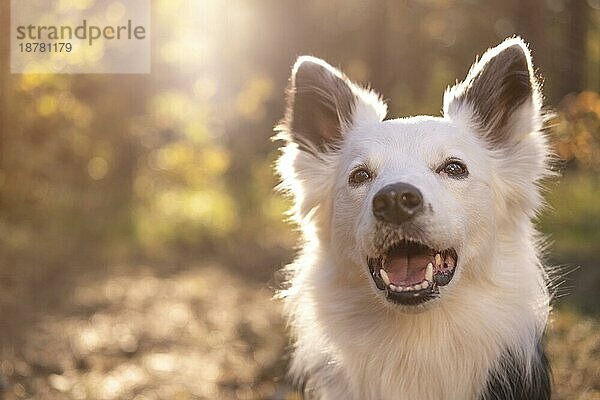 Portrait schöner Hund . Auflösung und hohe Qualität schönes Foto
