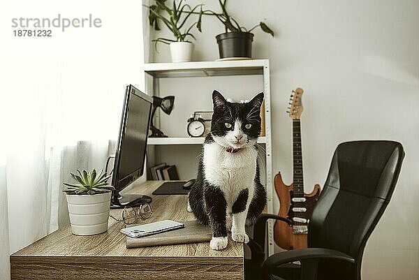 Vorderansicht Katze mit Schreibtisch im Haus. Foto mit hoher Auflösung