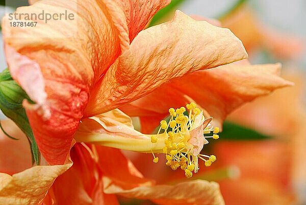 Makro einer orangefarbenen Hibiskusblüte