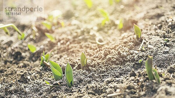 Jungpflanzen Boden. Auflösung und hohe Qualität schönes Foto