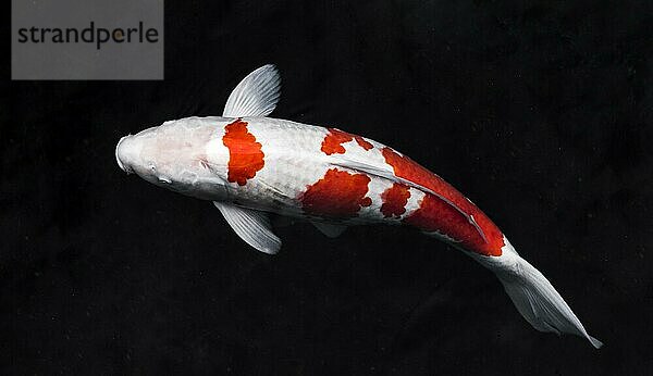 Draufsicht bunte Koi-Fische. Auflösung und hohe Qualität schönes Foto