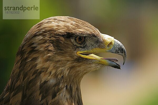 Porträt eines Adlervogels