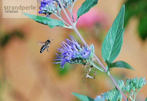 Honigbiene fliegt zu einer Blume