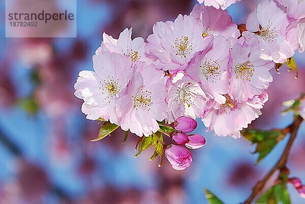 Frühling: rosa Kirschblüten