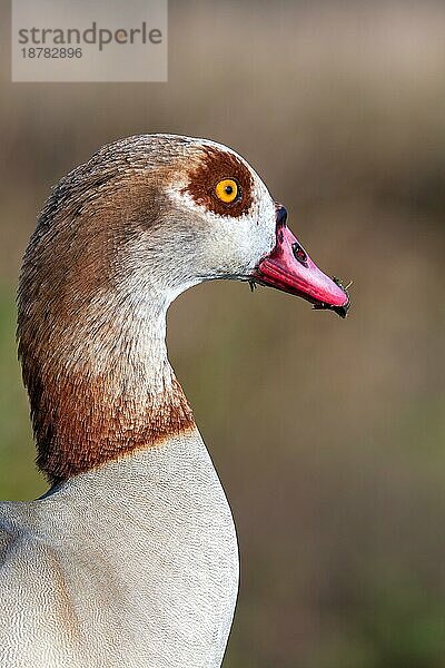 Nahaufnahme der Nilgans (Alopochen aegyptiacus)