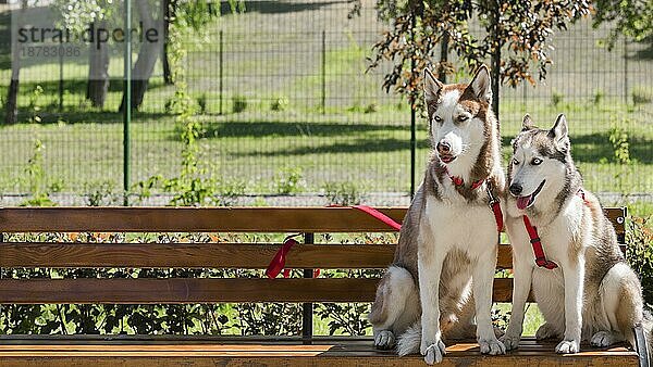 Zwei Huskyhunde Bankpark mit Kopierraum