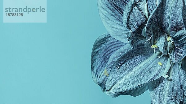 Hübsche blaue Makro-Blume. Foto mit hoher Auflösung