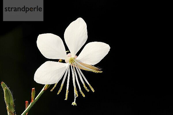 Makro einer weißen Blume