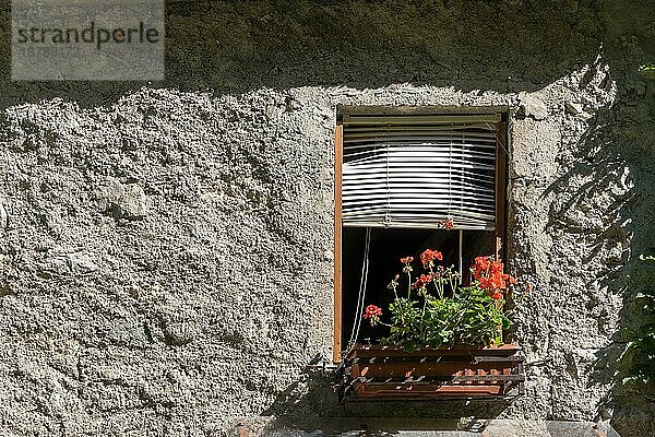 Geranien an einem Fenster eines Anwesens im Val Vertova in der Lombardei in der Nähe von Bergamo in Italien