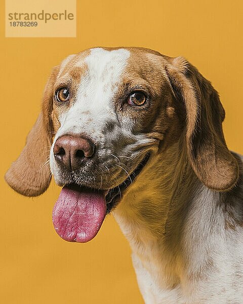 Liebenswerter Hund streckt seine Zunge heraus. Foto mit hoher Auflösung