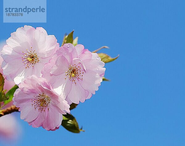 Frühling: rosa Kirschblüten